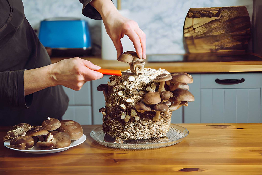 Evde Mantar Yetiştirme Hobisi: Kitlerle Başlamak