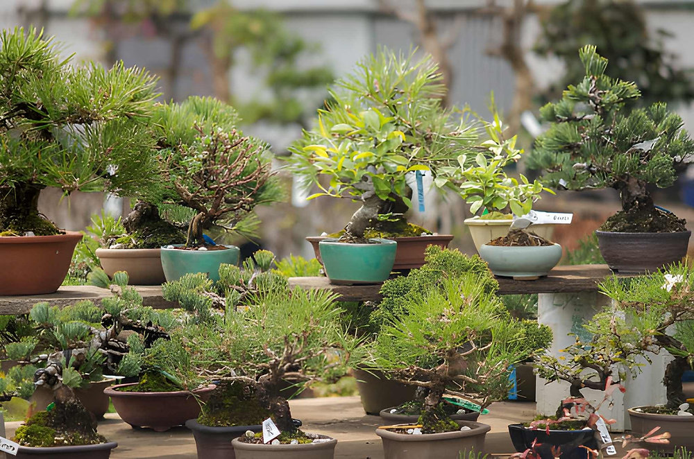 Bonsai Hobisine Başlangıç Rehberi: Tür Seçimi ve Temel Bakım Teknikleri