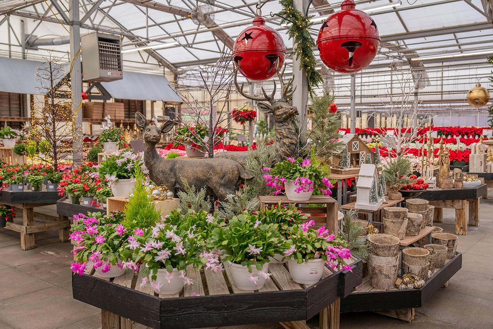 Evde Hava Kalitesini Artıran 5 Bitki: Dekoratif ve Sağlıklı Rehber